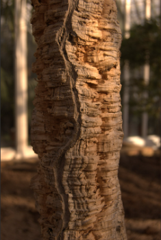 Quercus suber Cork Oak