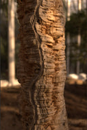 Quercus suber Cork Oak