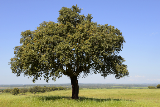 Quercus suber Cork Oak