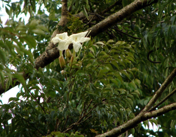 Radermachera sinica