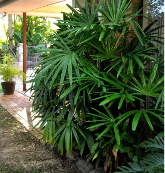Rhapis excelsa Lady Palm – Mountain View Nursery