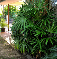 Rhapis excelsa Lady Palm