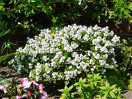 Rhaphiolepis indica Oriental Pearl