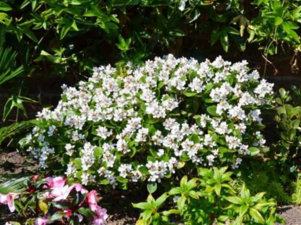 Rhaphiolepis indica Oriental Pearl