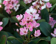 Rhaphiolepis indica Oriental Pink