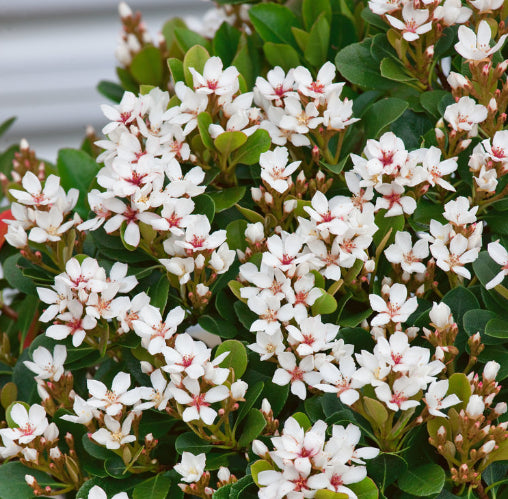 Rhaphiolepis indica Snow Maiden