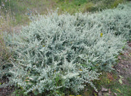 Rhagodia spinescens Silver Border