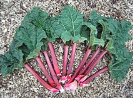 Rheum rhabarbarum Rhubarb
