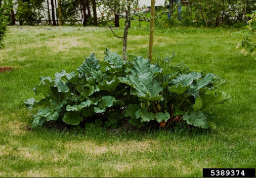 Rheum rhabarbarum Rhubarb