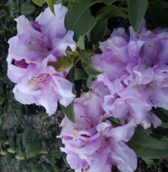 Rhododendron Arthur Bedford