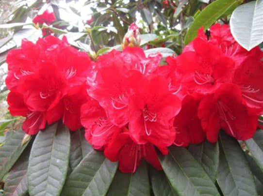 Rhododendron Bibiani