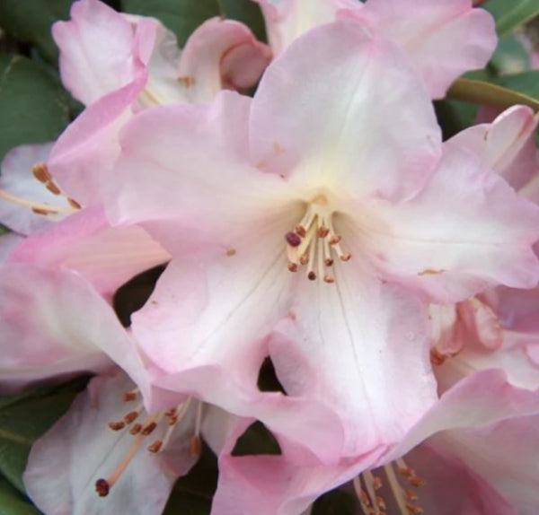 Rhododendron Bruce Brechtbill