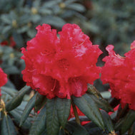 Rhododendron Grace