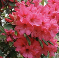 Rhododendron Margaret Mack