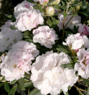 Rhododendron Morning Magic