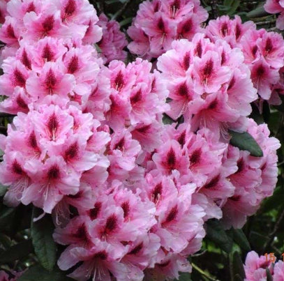 Rhododendron Mrs G W Leak