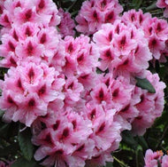 Rhododendron Mrs G W Leak