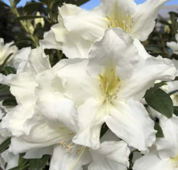 Rhododendron Wedding Gown