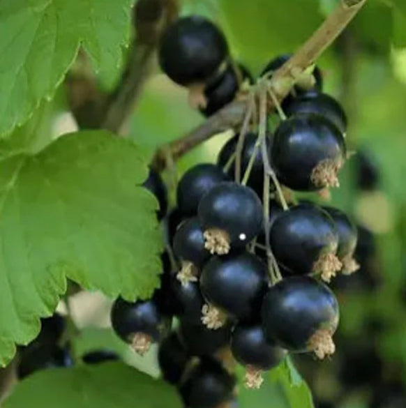 Black Currant - Ribes nigrum