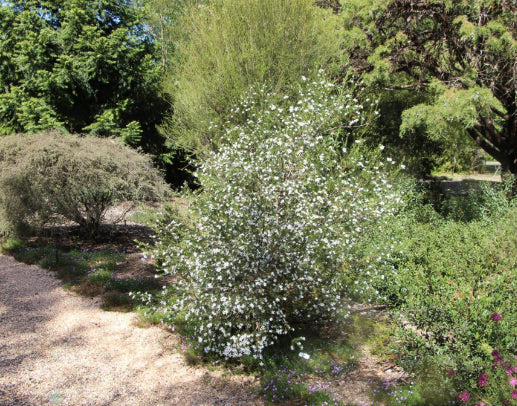 Ricinocarpos Pencil Wedding Bush