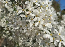 Load image into Gallery viewer, Ricinocarpos Pencil Wedding Bush

