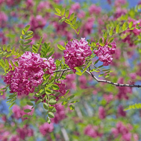 Robinia pseudoacacia Casque Rouge