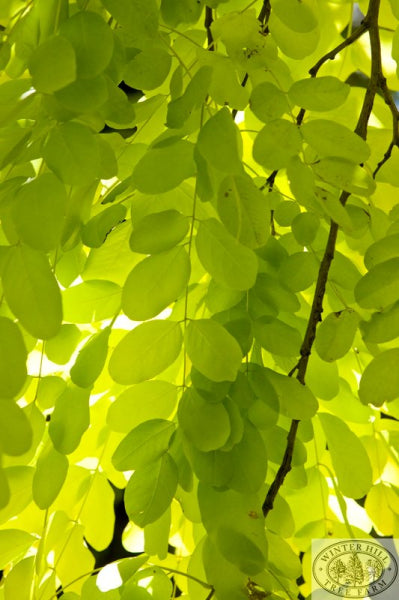 Robinia pseudoacacia Frisia Golden Robinia