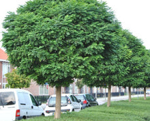 Load image into Gallery viewer, Robinia Mop Top
