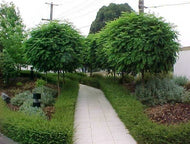 Robinia Mop Top