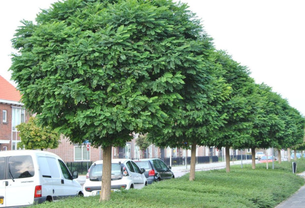 Robinia 'Mop Top' Standards 1.2m