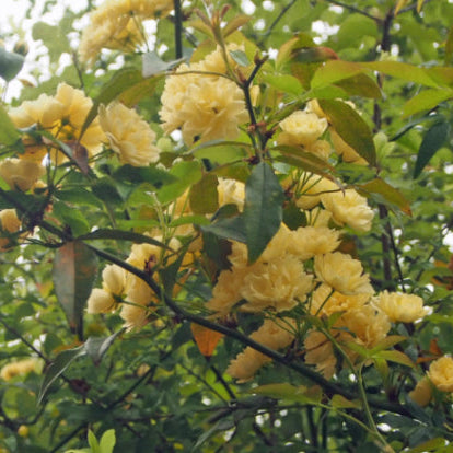Rosa banksiae Lutea Yellow Banksia Rose