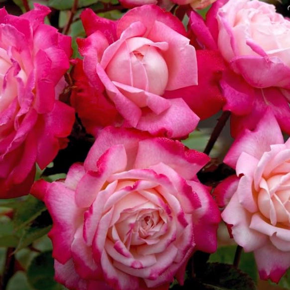 Beautiful Girl rose