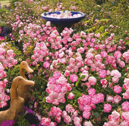 Rosa Flower Carpet Pink Splash