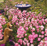 Rosa Flower Carpet Pink Splash