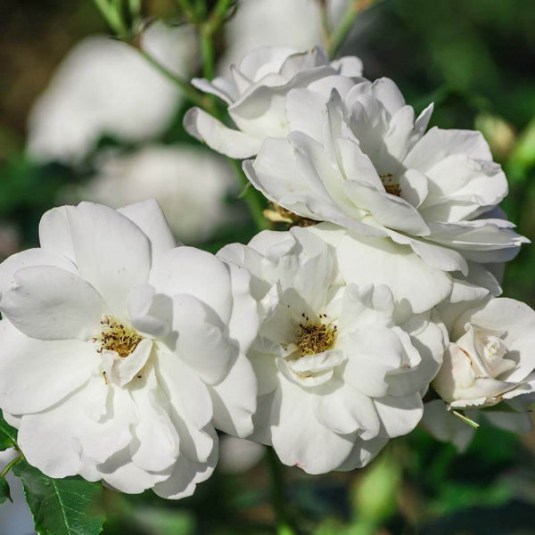 Iceberg (Floribunda Rose)