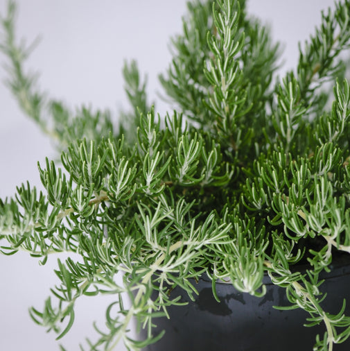 Rosmarinus officinalis Chefs Choice  TM