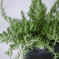 Rosmarinus officinalis Chefs Choice  TM