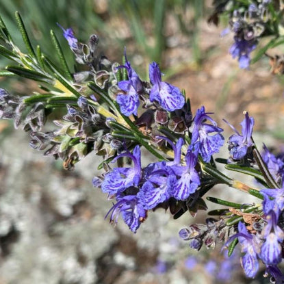 Rosmarinus officinalis Prostratus