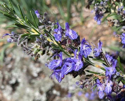 Rosmarinus officinalis Prostratus