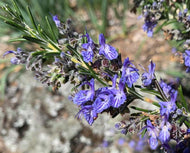 Rosmarinus officinalis Prostratus