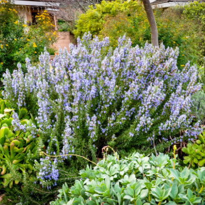 Rosmarinus officinalis Tuscan Blue
