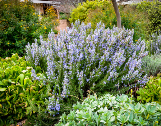 Rosmarinus officinalis Tuscan Blue