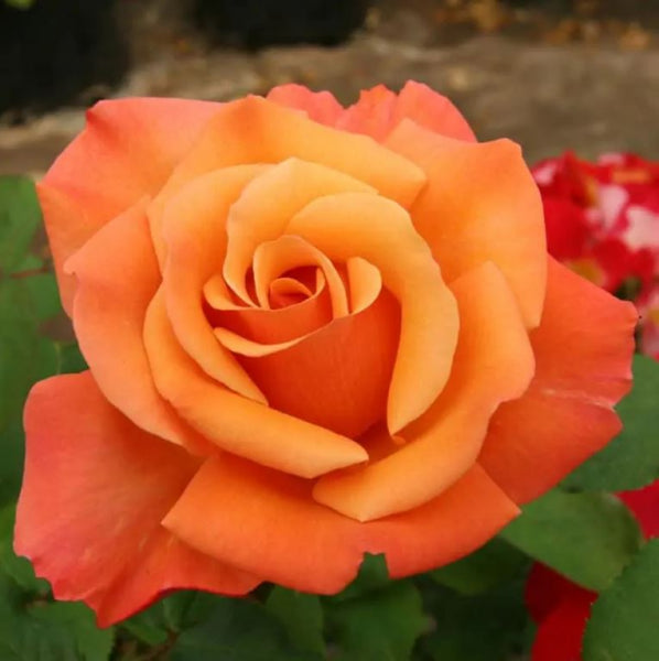 Rosa Tuscan Sun