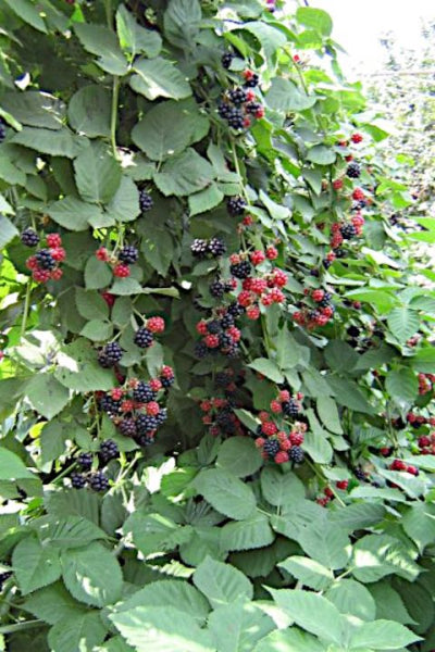 Rubus Chester Thornless Blackberry