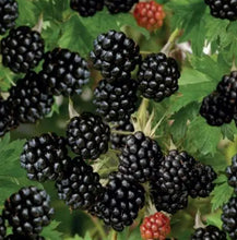 Load image into Gallery viewer, Rubus fruticosus Thornless Blackberry
