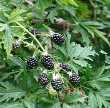 Load image into Gallery viewer, Rubus fruticosus Thornless Blackberry
