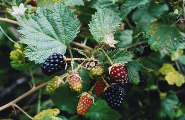 Rubus ursinus idaeus Boysenberry