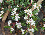 Rulingia hermanniifolia