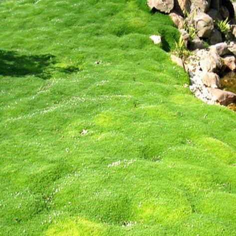 Sagina subulata Irish Moss