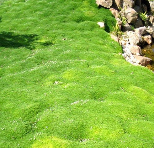 Sagina subulata